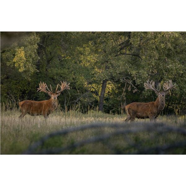 Red Stag Hunt in Oklahoma for 2 Hunting Days and 3 Nights!