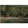 Image 1 : Red Stag Hunt in Oklahoma for 2 Hunting Days and 3 Nights!