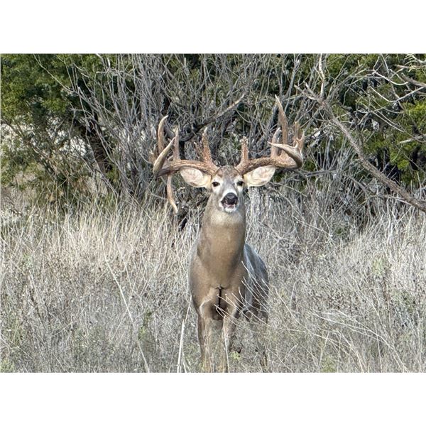 Whitetail Deer up to 180” at Buffalo Branch Ranch