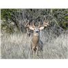 Image 1 : Whitetail Deer up to 180” at Buffalo Branch Ranch