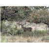 Image 3 : Whitetail Deer up to 180” at Buffalo Branch Ranch