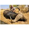 Image 2 : 10 day Dangerous Game Safari Cape Buffalo Bull & Trophy Sable for 2 Hunters in South Africa!
