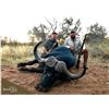 Image 4 : 10 day Dangerous Game Safari Cape Buffalo Bull & Trophy Sable for 2 Hunters in South Africa!