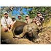 Image 5 : 10 day Dangerous Game Safari Cape Buffalo Bull & Trophy Sable for 2 Hunters in South Africa!
