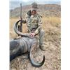 Image 7 : 10 day Dangerous Game Safari Cape Buffalo Bull & Trophy Sable for 2 Hunters in South Africa!