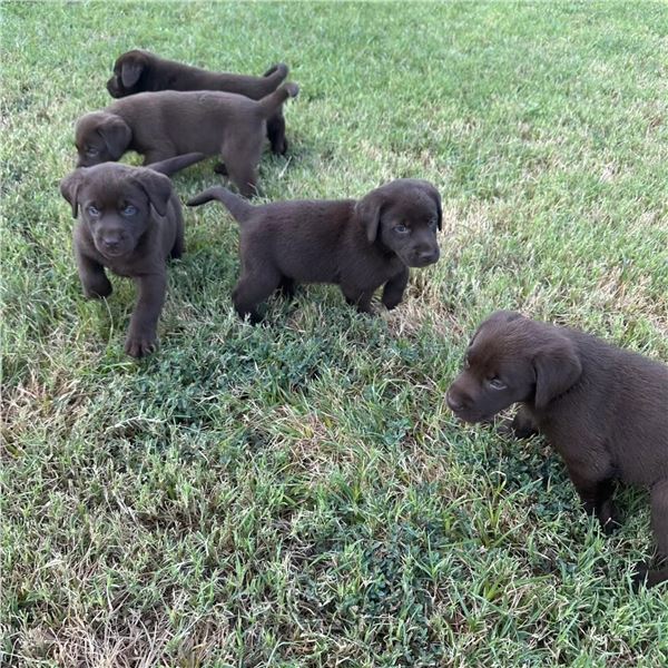 AKC Registered Chocolate Lab Puppy!