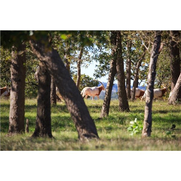 Luxury Scimitar-Horned Oryx Hunt & Private Fredericksburg Wine Country Experience