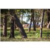 Image 1 : Luxury Scimitar-Horned Oryx Hunt & Private Fredericksburg Wine Country Experience