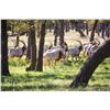 Image 2 : Luxury Scimitar-Horned Oryx Hunt & Private Fredericksburg Wine Country Experience