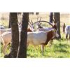 Image 3 : Luxury Scimitar-Horned Oryx Hunt & Private Fredericksburg Wine Country Experience