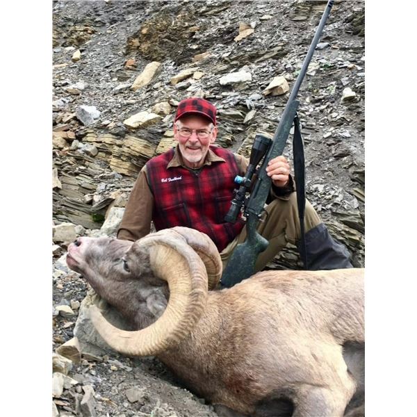 ROCKY MOUNTAIN BIGHORN SHEEP HUNT for 1 Hunter
