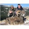 Image 3 : ROCKY MOUNTAIN BIGHORN SHEEP HUNT for 1 Hunter