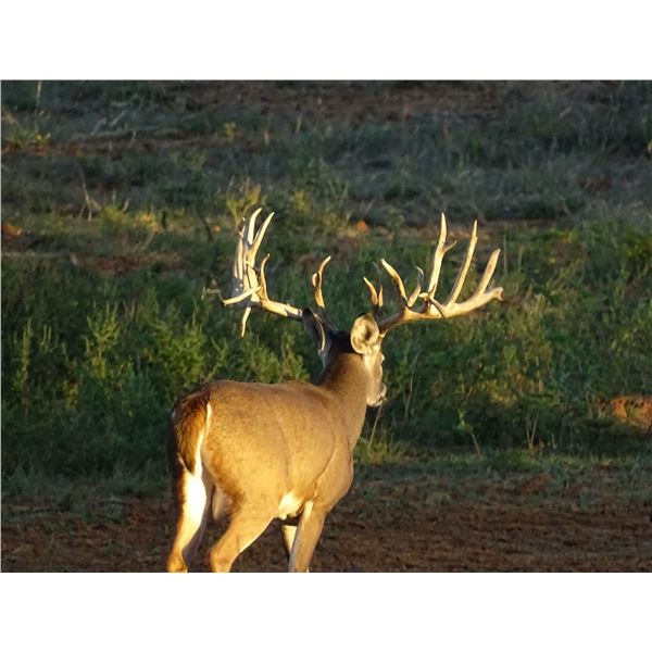 Whitetail Deer 200—225” SCI at Squaw Mountain Ranch!