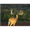 Image 1 : Whitetail Deer 200—225” SCI at Squaw Mountain Ranch!