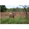 Image 2 : Whitetail Deer 200—225” SCI at Squaw Mountain Ranch!