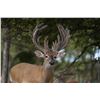 Image 3 : Whitetail Deer 200—225” SCI at Squaw Mountain Ranch!