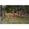 Image 4 : Whitetail Deer 200—225” SCI at Squaw Mountain Ranch!