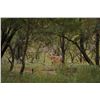 Image 5 : Whitetail Deer 200—225” SCI at Squaw Mountain Ranch!