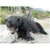 Image 6 : Black Bear Hunt for 1 Hunter & 1 Observer Vancouver Island, BC