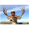 Image 1 : Sonora Mexico Trophy Mule Deer at Rancho El Bamury!