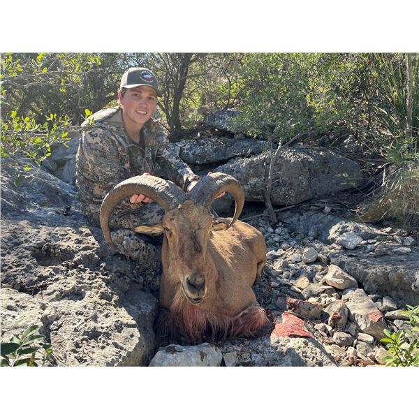 Trophy Aoudad Hunt for 1 Hunter & 1 Observer on 7 Mile Ranch
