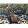 Image 1 : Trophy Aoudad Hunt for 1 Hunter & 1 Observer on 7 Mile Ranch