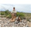Image 2 : Trophy Aoudad Hunt for 1 Hunter & 1 Observer on 7 Mile Ranch