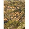 Image 3 : Trophy Aoudad Hunt for 1 Hunter & 1 Observer on 7 Mile Ranch