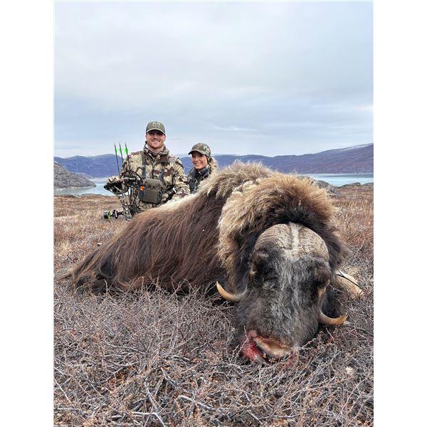 Greenland Musk Ox—3 Day Fully Guided Hunt