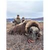 Image 1 : Greenland Musk Ox—3 Day Fully Guided Hunt