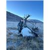 Image 2 : Greenland Musk Ox—3 Day Fully Guided Hunt
