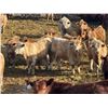 Image 5 : West Ridge Farms - 972# March Delivery Steers - 64 Head (Crossfield, AB)