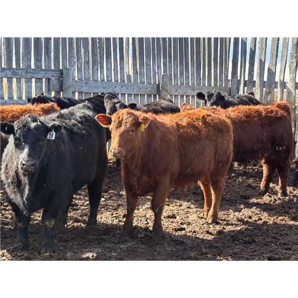 Pedersen Farms - 950# March Delivery Steers - 33 Head (Scandia, AB)