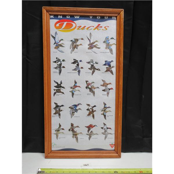 Ducks Unlimited Informational Poster