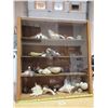 Image 1 : Wooden Display case of Shells