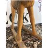 Image 10 : Handmade Wooden Rocking Horse with Mane and Tail