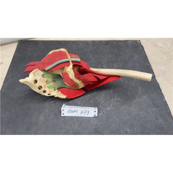 Anatomical Medical Model of Pelvis & Upper Thigh, with Muscles, Nerves, & Vessels