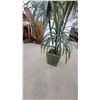 Image 2 : Artificial Dracaena Potted Plant in Square Green Geometric Relief Planter 6' Tall
