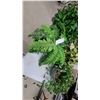 Image 3 : Assorted Artificial Plants Including Faux Ferns, Fittonia, and Variegated Pothos-Style Foliage