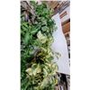 Image 5 : Assorted Artificial Plants Including Faux Ferns, Fittonia, and Variegated Pothos-Style Foliage