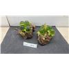 Image 1 : Vintage Mid Century Modern Lucite Grapes on Driftwood Sculptures. Set of 2