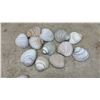 Image 6 : Seashell Table Lamp and Assorted Seashells