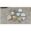 Image 8 : Seashell Table Lamp and Assorted Seashells