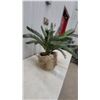 Image 3 : Faux Sago Palm in Classical-Style Head Planter