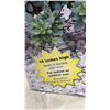 Image 7 : Angelo Decor "Garden Kids" Boy and Girl Statues, Each in Original Box