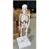 Image 2 : 8 NEW ANATOMY LAB HUMAN SKELETON MODELS