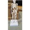 Image 3 : 8 NEW ANATOMY LAB HUMAN SKELETON MODELS