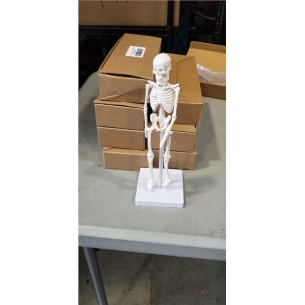 8 NEW ANATOMY LAB HUMAN SKELETON MODELS