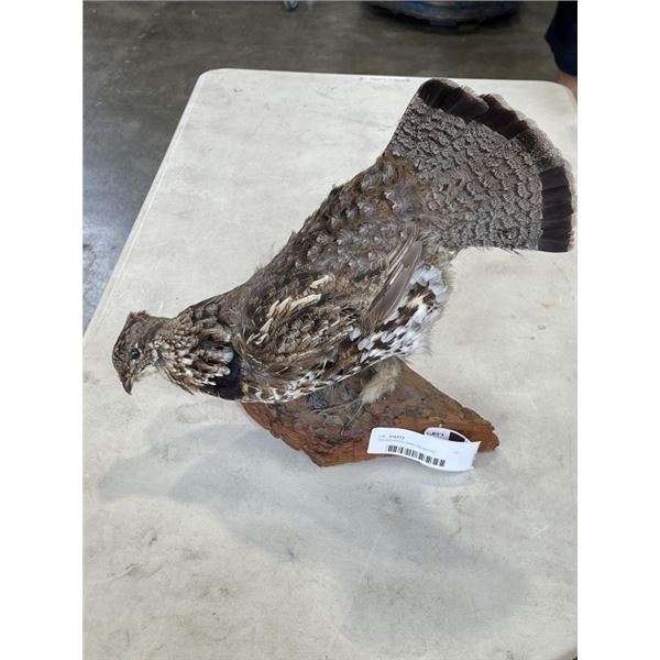 TAXODERMIED BIRD ON WOOD