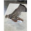 Image 1 : TAXODERMIED BIRD ON WOOD